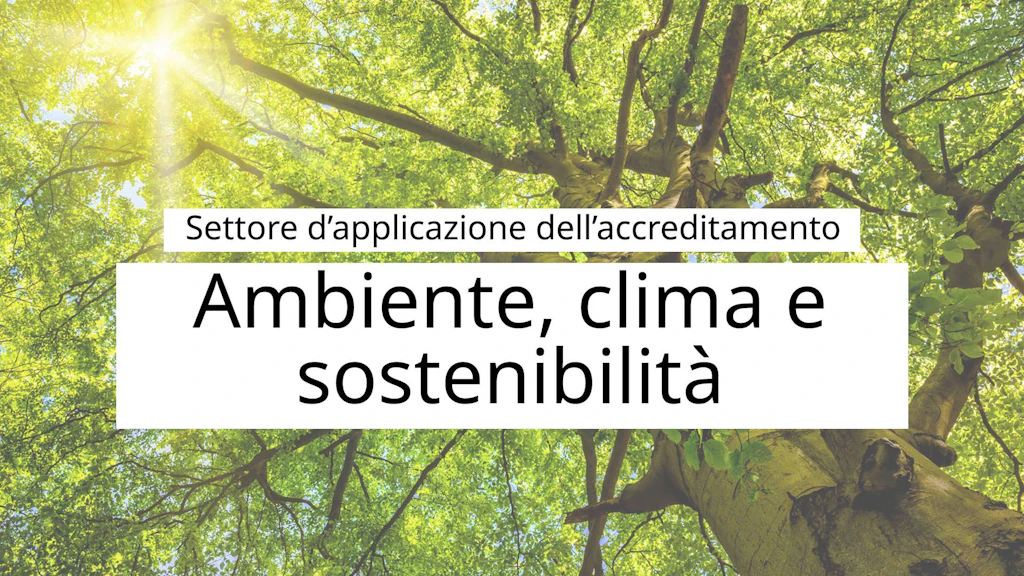 Vista dal basso del tronco verso una chioma verde, attraverso la quale filtra la calda luce del sole.